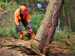 Best Stump Grinding and Removal  in Salt Lake City, UT