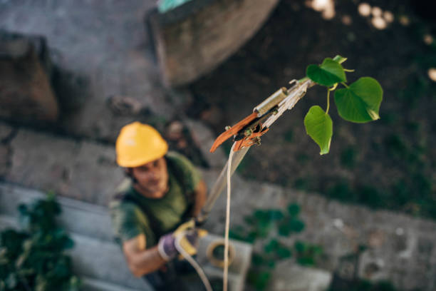 Best Fruit Tree Pruning  in Salt Lake City, UT