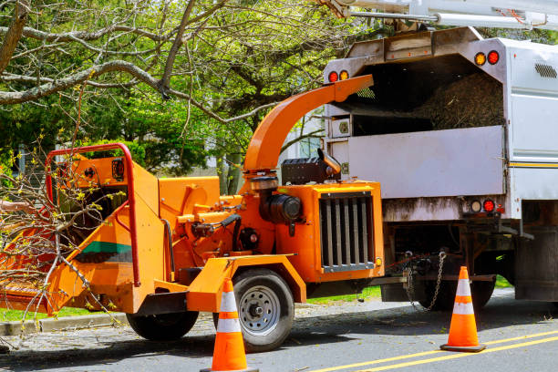 Leaf Removal in Salt Lake City, UT