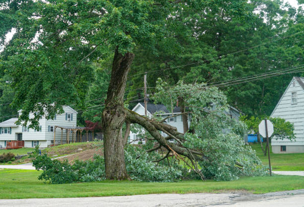 How Our Tree Care Process Works  in  Salt Lake City, UT