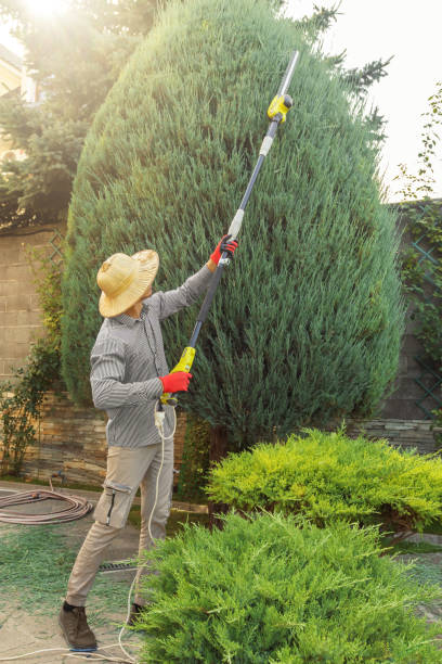 Best Sod Installation  in Salt Lake City, UT