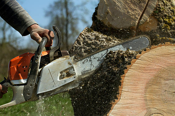 Best Tree Trimming and Pruning  in Salt Lake City, UT